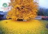 CÂY NGÂN HẠNH