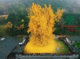 CÂY NGÂN HẠNH