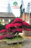 CÂY HỒNG PHỤNG