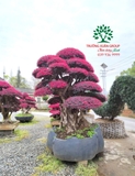CÂY HỒNG PHỤNG