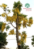 CÂY MUỒNG ANH ĐÀO (HOÀNG YẾN)