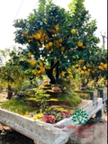 CÂY BƯỞI