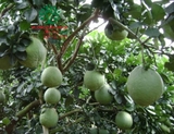 CÂY BƯỞI