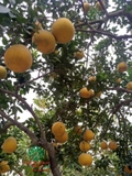 CÂY BƯỞI
