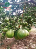 CÂY BƯỞI