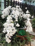 Hoa Lan