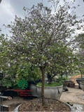CÂY NHÀI NHẬT