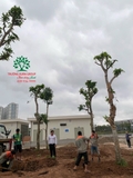 Thi công thực tế 108