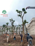 Thi công thực tế 108