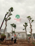 Thi công thực tế 108