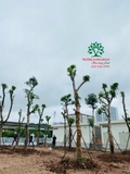 Thi công thực tế 108