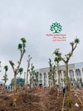 Thi công thực tế 108