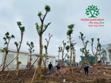 Thi công thực tế 108