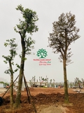 Thi công thực tế 108