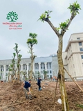 Thi công thực tế 108