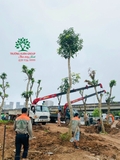 Thi công thực tế 108