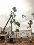 Thi công thực tế 108