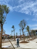 Thi công thực tế 109