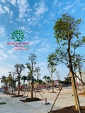 Thi công thực tế 109