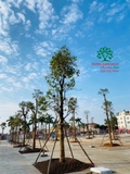 Thi công thực tế 109