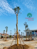 Thi công thực tế 109