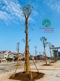 Thi công thực tế 109