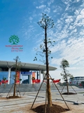 Thi công thực tế 109