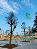 Thi công thực tế 109