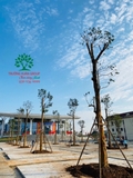 Thi công thực tế 109