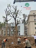 Thi công thực tế 110