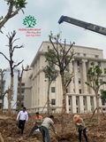 Thi công thực tế 110