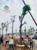 Thi công thực tế 110