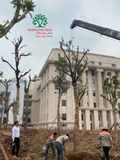 Thi công thực tế 110