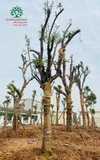 Thi công thực tế 110