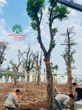 Thi công thực tế 110