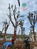 Thi công thực tế 110
