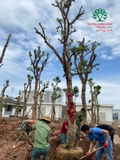 Thi công thực tế 110