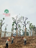 Thi công thực tế 110