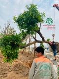 Thi công thực tế 112