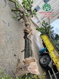 Thi công thực tế 112
