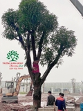 Thi công thực tế 112