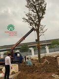 Thi công thực tế 112