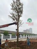 Thi công thực tế 112