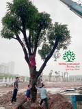 Thi công thực tế 112