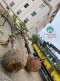 Thi công thực tế 112