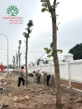 Thi công thực tế 113