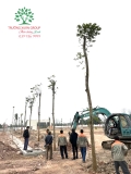 Thi công thực tế 113