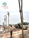 Thi công thực tế 113