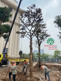 Thi công thực tế 112