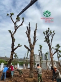 Thi công thực tế 112
